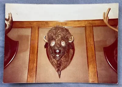 COUNTRY BEAR JAMBOREE Vintage PHOTO Buffalo Mounted Singing HEAD Disneyland • $9.99