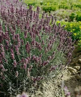 Lavender Hidcote Blue - Kitchen Garden Herb Evergreen Attracts Bees - 20 Seeds • £0.99