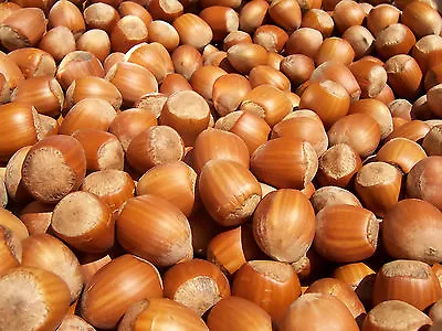 £35 • Buy 4 X Hazel Tree