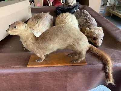 Vintage Mink Taxidermy Mount. Weasel Skunk Raccoon Ermine Fox • $80