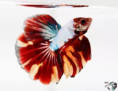 Nemo Dragon Candy Koi. Over Halfmoon. Male Betta Fish. Free Shipping. • $45