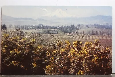 Oregon OR Mt Hood River Valley Grape Native Flower Postcard Old Vintage Card PC • $0.50
