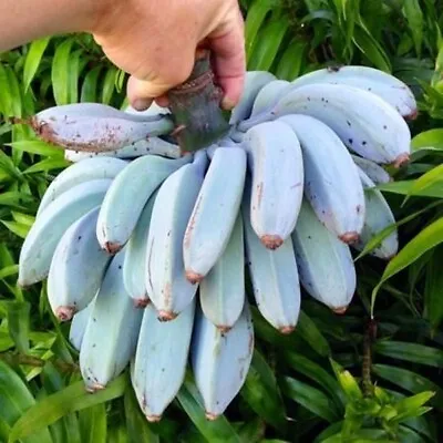 Musa Itinerans 'Burmese Blue' - Blue Burmese Banana - 20 Seeds • £10.79