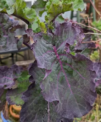 Purple Collard Perennial Kale Rooted Cuttings X2 +1 Free! *free P&p* • £12.50