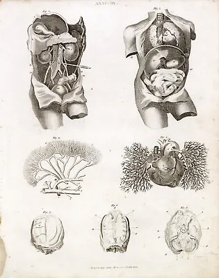 ANATOMY - Antique Human Anatomy Print - RARE Rees 1800s Artwork #B683 • $19.92