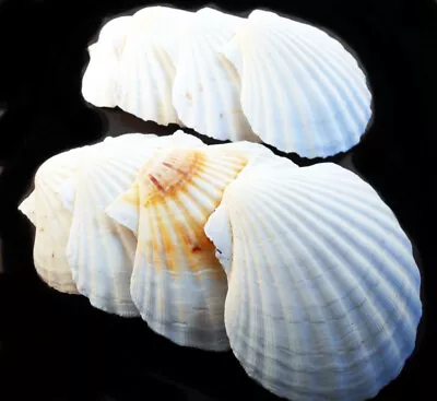 100 Large Irish Baking Scallop Shells (4-4.5 ) Restaurant Quality Beach Event • $149.99