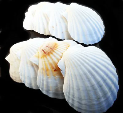 25 LG White Irish Baking Scallop Shells (4-4.5 ) Restaurant Quality Beach Dining • $42.99