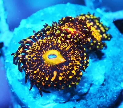 Grim Reaper Paly Zoanthids Paly Zoa SPS LPS Corals WYSIWYG • $22.50