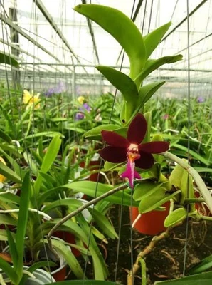 $60 • Buy Orchid Species-trichoglottis Atropurpurea-Philipines