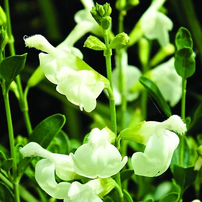 3x Salvia Clotted Cream Plug Plants Aromatic Ornamental Sage Perennial Flowers • £9.95