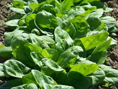 Bloomsdale Spinach Seeds | Garden Vegetable Malabar Lettuce Seeds For 2024 • $3.95