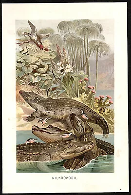 NILE CROCODILE Original Vintage 1887 German Chromolithograph Print • $18