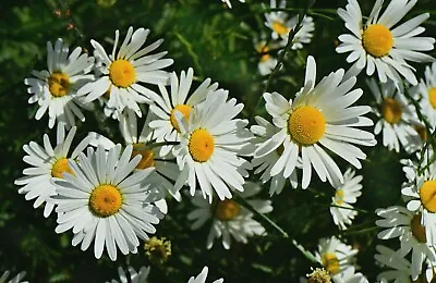 Ox Eye Daisy Seeds Leucanthemum Vulgare Wildflower Bee Friendly Wild Form UK • £1.55