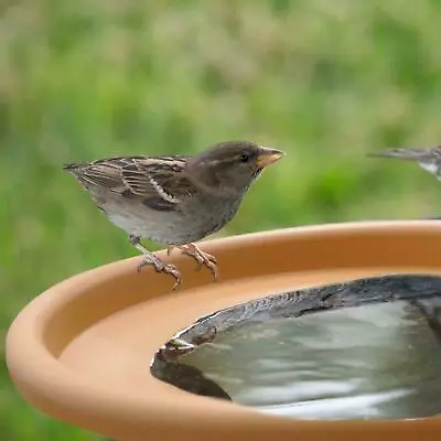 £8.99 • Buy Bird Feeder Deck Mounted Garden Feeding Bowls Water Bath Spa Table Balcony Patio