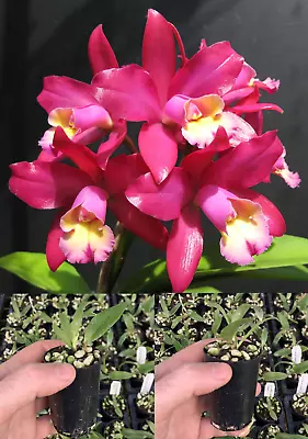 RON Cattleya Orchid Ctt. Gerard Nappert 'Sophie' MERICLONE 50mm Pot Size • $12