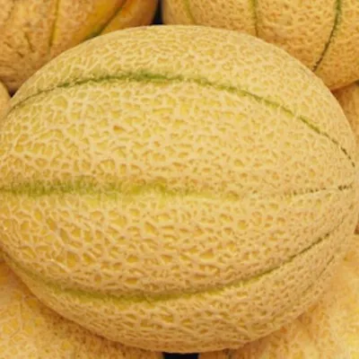 Iroquois Melon Seeds  | NON-GMO | Heirloom | Fresh Garden Seeds • $40