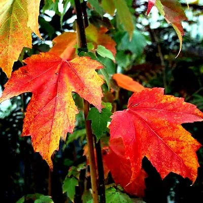 $6.89 • Buy *RED SUNSET* Japanese Maple (Acer Rubrum) Tree Seeds, Landscaping Or Bonsai