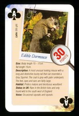 1 X Playing Card Info Animal Edible Dormouse Ace Of Clubs R065 • £2.19