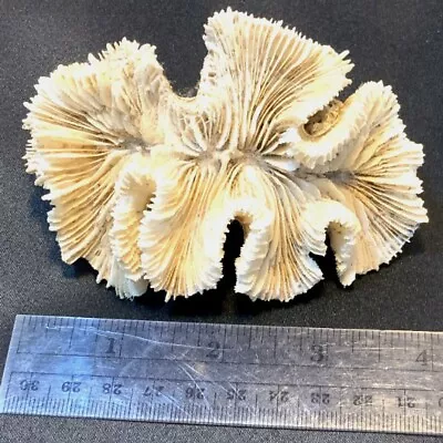$30 • Buy Brain Coral Skeleton