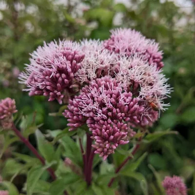 Hemp Agrimony (Eupatorium) Hardy Pink-flowering Wildflower In 2 Litre Container • £9.99