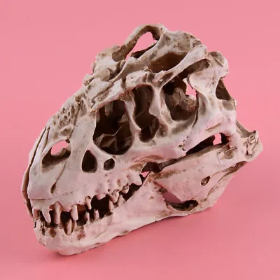 Dinosaur Model /T-REX Skull Small Model Tyrannosaurus Collectibles Retro Display • £23.29