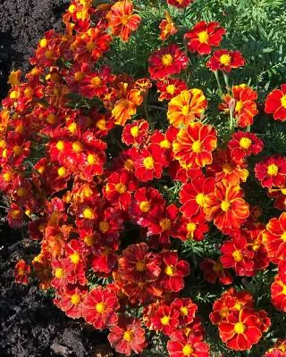 French Marigold DISCO RED Beneficial Flowers In Gardens USA Non-GMO 100 Seeds • $3.98