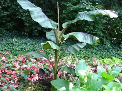 5  Seeds -MUSA ITINERANS BURMESE BLUE  EXOTIC TROPICAL BANANA . BIG LEAVES • £3.95