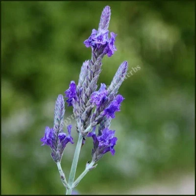 £14.99 • Buy 5 X Plug Plants  Lavender Pinnata FREEPOST