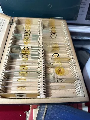 Vintage Microscope Slides With Labels Entomology Bugs Spiders Early 1900’s • $58.14