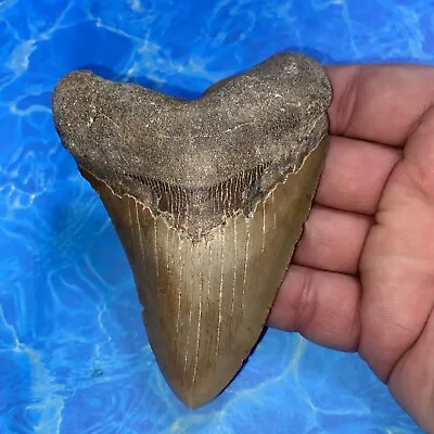 Megalodon Shark Tooth 4.22” Huge Teeth Meg Scuba Diver Direct Fossil Nc 2878 • $9.99