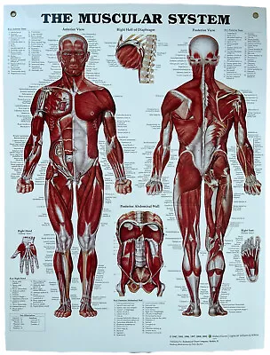 Muscular System Anatomical Chart 20x26 2002 Peter Bachin With Grommets Styrene • $27