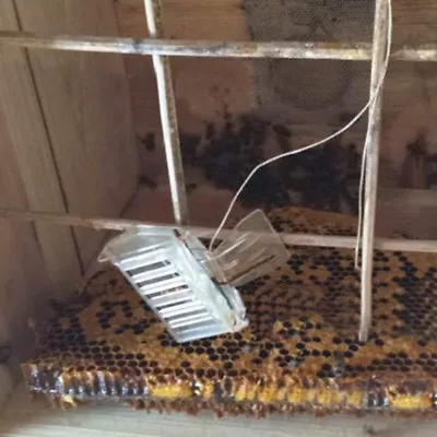 1pc Plastic Queen Cage Clip Bee Catcher Beekeeper Beekeeping Tool Equipment _-_ • $6.34