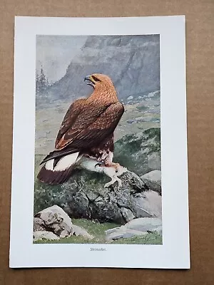 £7.50 • Buy C1913 Golden Eagle Steinadler Brehm's Tierleben Antique Chromolithograph