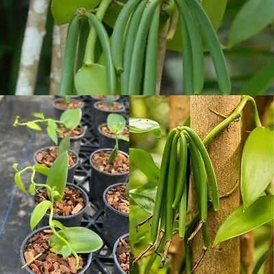 Vanilla Planifolia Bean Orchid Rare Tropical Organic Live Plant Cutting Rooted • $37.99