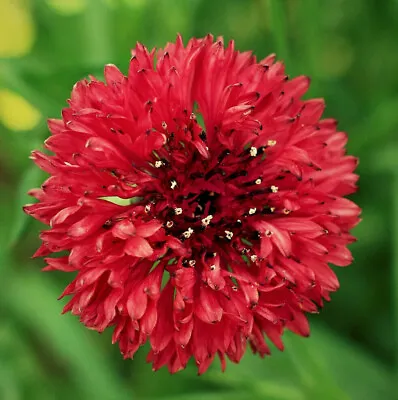 Red Tall Bachelor Button Seeds | Edible Plant Cornflower Wild Flower Seed 2024 • £3.17