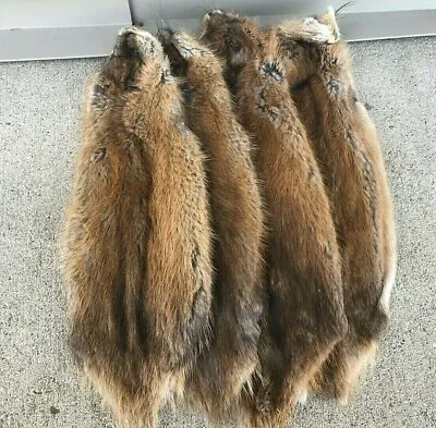 1 - Tanned Midwestern Muskrat Pelt Imperfect Grade Prime (muskimp)  • $12.95