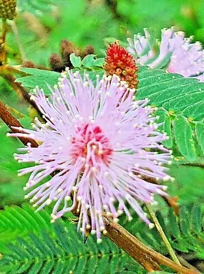 Shameplant Tree 100 Seeds Mimosa Pudica Sensitive Plant • $3