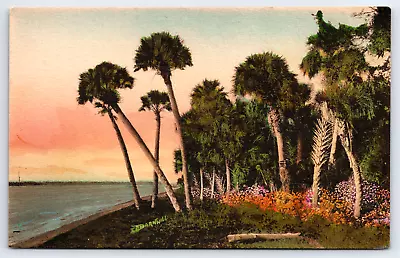Shore At The Jungle St Petersburg Florida Handcolored Albertype Postcard • $39.75