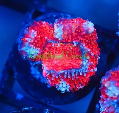 Cornbred's Ultimate Panther Chameleon Acan - WYSIWYG - Frag - LIVE CORAL • $39.99