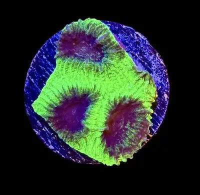 Moon Beam Favia Coral Frag - XL 1.5”  WYSIWYG -CHECK OUT OUR EBAY STORE • $24.99