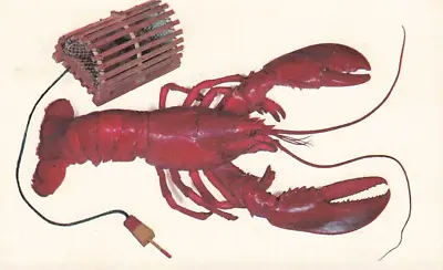 Postcard Lobster Trap Maine • $4.75