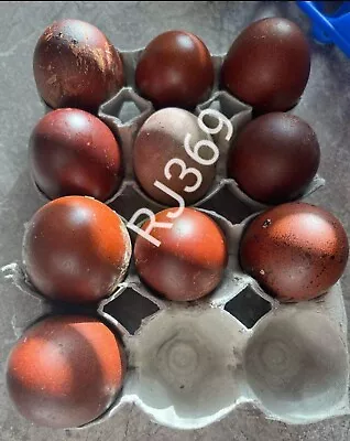 ☆French Black Copper Marans Fertile Hatching Eggs Colorful Unique Beautiful Dark • $27.96