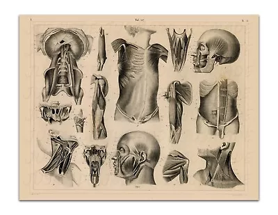 ANTHROPOLOGY Anatomy – OF THE MUSCLE Vintage Illustration 17x22  Art Print • $20.99