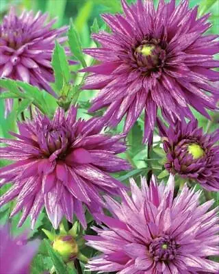 Special Cactus Dahlia 'Striped Ambition' W.P.C. Prins Quality Bulbs & Tubers • £3.99