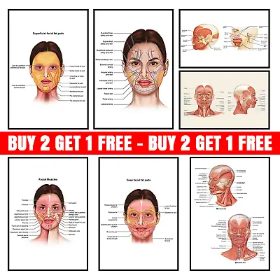 £3.99 • Buy FACE Anatomy Facial Fatpad MUSCLE/VEINS Detailed SCIENCE EDUCATION POSTER Print 