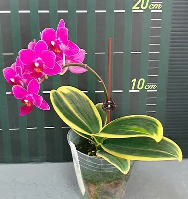 Phalaenopsis Orchid - P. Sogo Yenlin 'Variegated' • $3.25