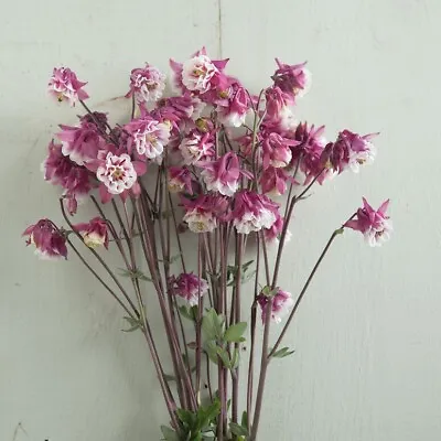 50 Columbine Pink Petticoat Seeds • $4.98