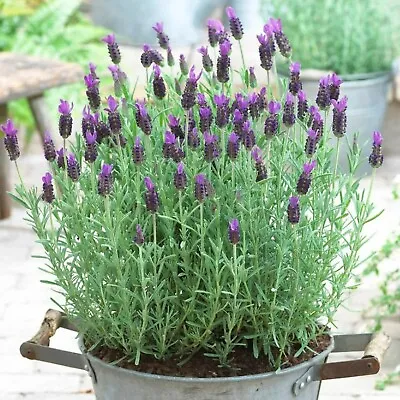 Lavender Anouk In 14cm Pot - Butterfly Bush Lavandula • £14.99