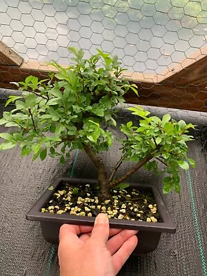 Chinese Cork Bark Elm Bonsai • $155