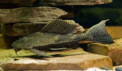 Sailfin Pleco 8-10” Live Tropical Freshwater Aquarium Fish • $33